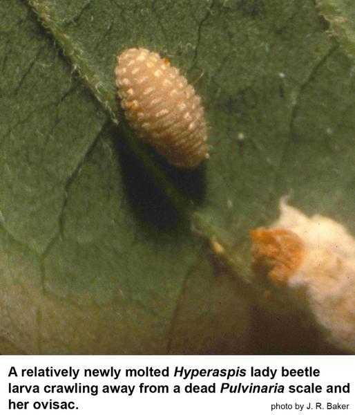  Hyperaspis lady beetle larva